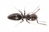 Ant Pest Control Eastern Suburbs Melbourne, Ant Removal