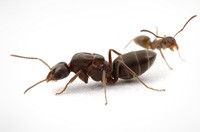 Ant Pest Control Cranbourne, Ant Removal Cranbourne