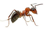 Ant Pest Control Pakenham, Ant Removal Pakenham, Ant killer