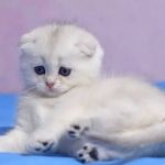 Healthy Munchkin kittens Profile Picture