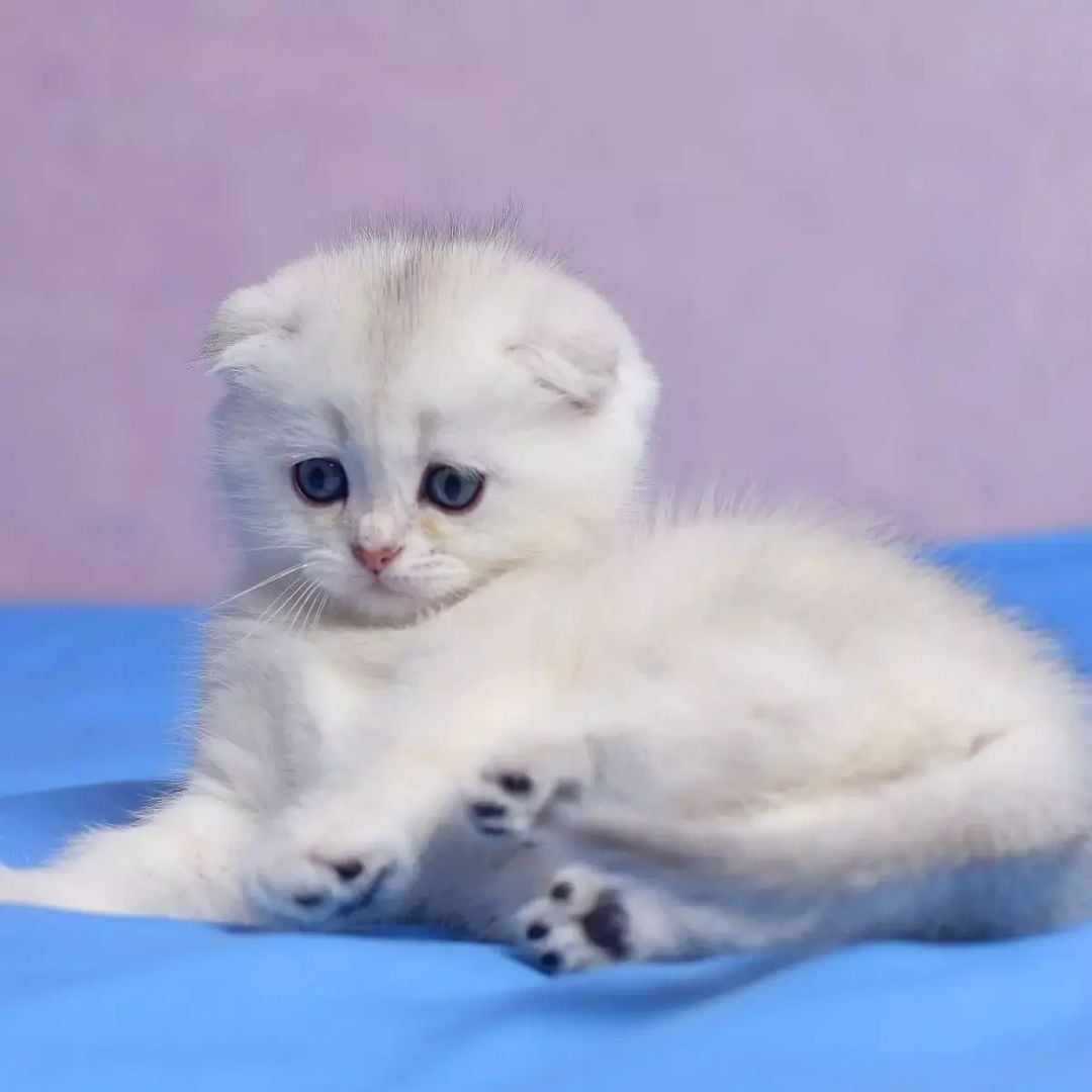 Healthy Munchkin kittens Profile Picture