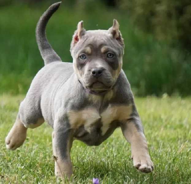 American Bully Farm Profile Picture